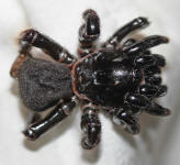 trapdoor spider durham 101614
